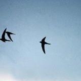 Ils vivent presque exclusivement dans l'air - et sont pourtant touchés par la pollution plastique. (photo d'archives) KEYSTONE/SCHWEIZER VOGELSCHUTZ BIRDLIFE/HANDOUT